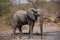 African bush elephant