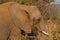 African bush elephant