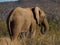 African bush elephant