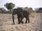 African bush elephant