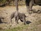 African bush elephant