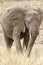 African Bush Elephant