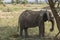 African Bush elephant