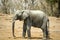 African Bush Elephant