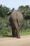 African Bush Elephant, Addo Elephant National Park