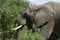 African Bush Elephant, Addo Elephant National Park