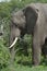 African Bush Elephant, Addo Elephant National Park