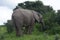 African Bush Elephant, Addo Elephant National Park