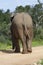 African Bush Elephant, Addo Elephant National Park