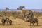 African bush and elephant and african buffalo in Kruger National