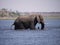 African bush elephant crossing Chobe river