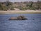 African bush elephant crossing Chobe river