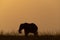 African bush elephant curls trunk at sundown