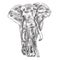 African Bush Elephant Digital Sketch Isolated On White