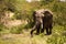 African bush elephant drinks from muddy pool