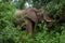 African bush elephant eats leaves among trees