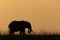 African bush elephant facing right at sundown