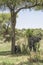 African Bush elephant family