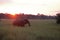 AFRICAN BUSH ELEPHANT IN GREEN GRASS AT SUNSET