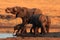 The african bush elephant, group of the elephants by the waterhole