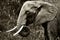 African Bush Elephant in high contrast black and white. Close up of the head and majestic tusks