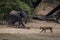 African bush elephant kicks sand at lioness