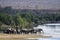 African bush elephant in Kruger National park