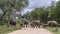 African bush elephant in Kruger National park, South Africa