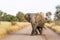 African bush elephant in Kruger National park, South Africa