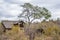 African bush elephant in Kruger National park, South Africa