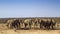 African bush elephant in Kruger National park, South Africa