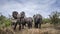 African bush elephant in Kruger National park, South Africa