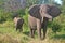 African Bush Elephant (Loxodonta africana)