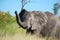 African bush elephant (Loxodonta africana)