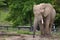 African bush elephant Loxodonta africana