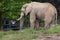 African bush elephant Loxodonta africana