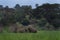 African bush elephant, loxodonta africana, African savanna elephant