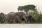 African bush elephant, loxodonta africana, African savanna elephant