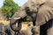 The African bush elephant Loxodonta africana, also known as the African savanna elefant, portrait of a drinking elephants