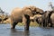 The African bush elephant Loxodonta africana, also known as the African savanna elephant, a herd of females with youngsters runs