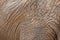 African bush elephant Loxodonta africana. Detail of elephant skin. Huge african mammal. Africa