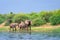 African bush elephant Loxodonta africana Drinking water from Kazinga Channel, Lake Edward, Uganda