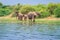 African bush elephant Loxodonta africana Drinking water from Kazinga Channel, Lake Edward, Uganda