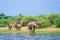 African bush elephant Loxodonta africana Drinking water from Kazinga Channel, Lake Edward, Uganda