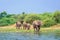 African bush elephant Loxodonta africana Drinking water from Kazinga Channel, Lake Edward, Uganda