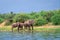 African bush elephant Loxodonta africana Drinking water from Kazinga Channel, Lake Edward, Uganda