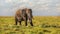 African bush elephant Loxodonta africana feeding, eating grass from ground, some flying in air, with white heron birds around