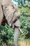 African bush elephant (Loxodonta africana) foraging in Mopani tree vegetation, Kruger National Park