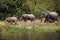 The African bush elephant Loxodonta africana group of elephants walking in a row along the river. Elephants family near the