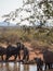 African bush elephant, Loxodonta africana. Madikwe Game Reserve, South Africa